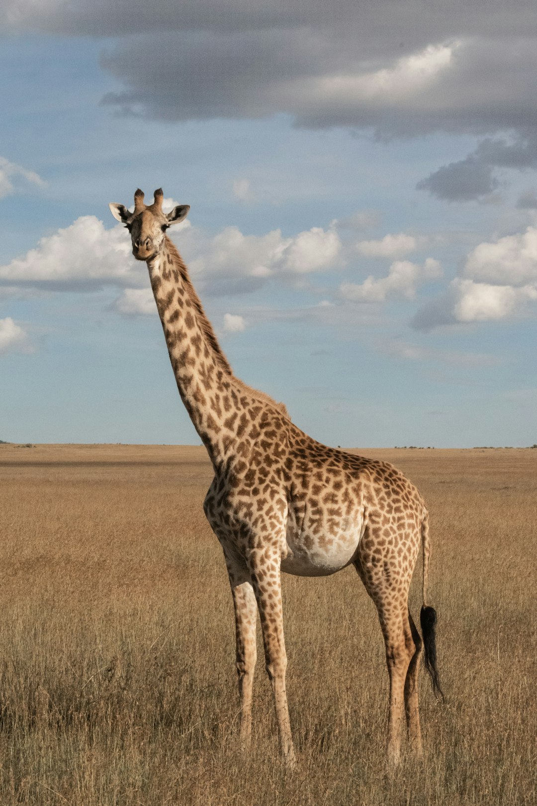 A giraffe standing in the savannah, with its long neck and spots, stands tall against an open field under a blue sky dotted with white clouds. The background is a vast expanse of grassland stretching to the horizon. This photo captures the majestic presence of these magnificent animals in their natural habitat, focusing on its face, in the style of a canon eos r5. –ar 85:128