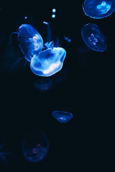 A dark blue sea with glowing jellyfish floating in it, photographed from below. The background is black and the jellyfish glow with a light blue color. A few of them float above. High resolution photography, with insanely detailed and fine details, stock photo, with professional color grading. --ar 85:128