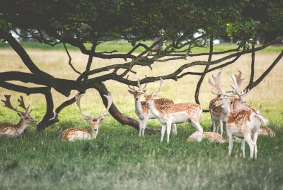 A group of deer in the English countryside, resting under trees and surrounded by green grassland. The scene captures their peaceful expressions as they relax on the ground amidst nature's beauty. The photography style uses a wide-angle lens to capture the expansive landscape in the style of wideangle lens. --ar 128:85