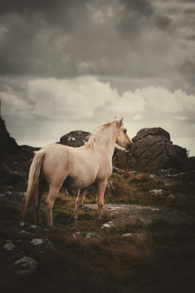 A beautiful light beige horse standing on the moors of Cornwall, with a stormy sky and rocks in the background, in the style of cinematic photography taken with a Canon EOS R5 camera. --ar 85:128