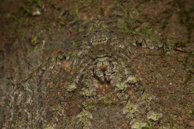 A closeup of the tree bark on which intricate patterns have formed in the moth, covered in moss and lichen, hinting at their long passage through time while mudcovered. Shot in the style of Canon EOS. --ar 128:85