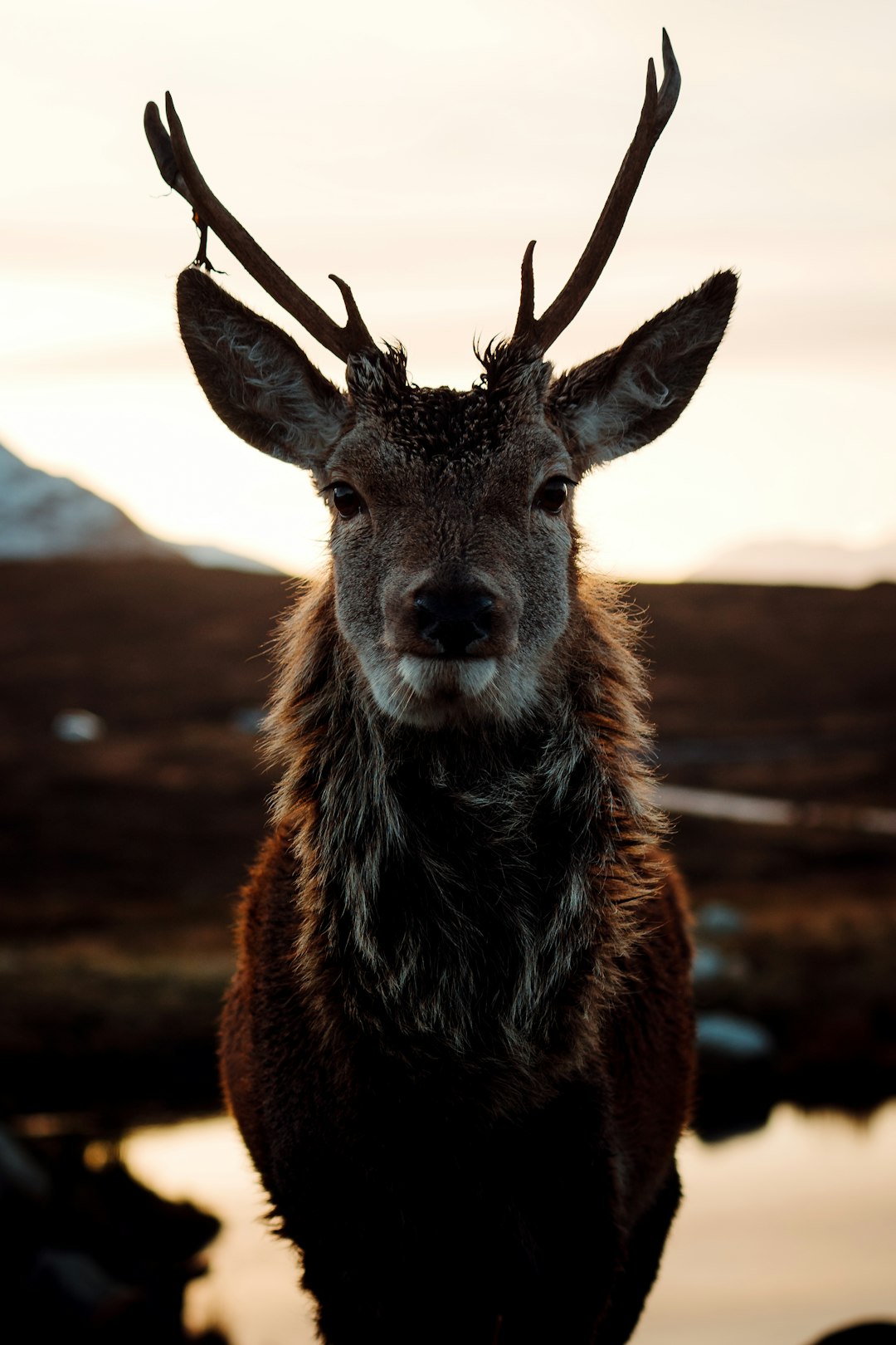 A deer with black fur and antlers, standing in the Scottish highlands at sunrise, looking directly into the camera, cinematic photography in the style of dramatic shadows, dynamic light reflections on rainwater puddles nearby. –ar 85:128