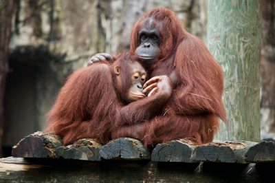 Photo of an orangutan mother and baby sitting on wooden planks in the zoo, showing love to each other, in the style of National Geographic. --ar 128:85