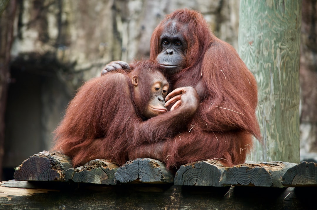 Photo of an orangutan mother and baby sitting on wooden planks in the zoo, showing love to each other, in the style of National Geographic. –ar 128:85