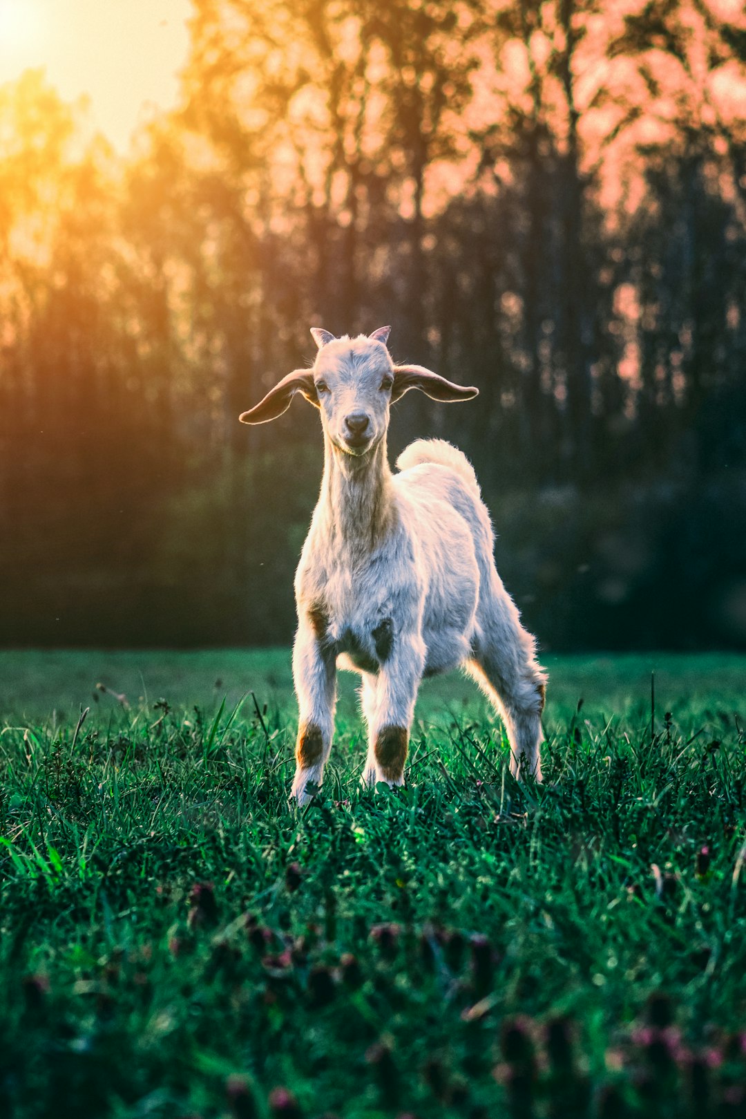 A goat stands on the grass, with sunlight shining through its horns and ears. It is in an outdoor green field surrounded by trees. The background features a sunset glow effect, with warm tones creating a relaxed atmosphere. This photo was taken using Canon camera technology, showcasing high resolution and cinematic texture. A cute little baby goat stands upright, facing forward, and looks at you curiously in the style of a Canon camera photograph. –ar 85:128