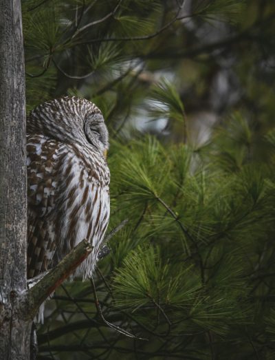 A barred owl perched on the edge of an old pine tree, its feathers camouflaged against the green foliage in focus photography, real photo, national geographic style photography, muted colors, nature background, natural lighting, canon eos r5 --ar 97:128