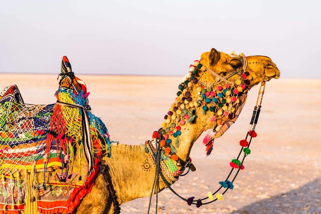 Colorful camel with traditional decoration on the salt desert of R_linenoth, India, golden hour. A unique photo that shows beauty and culture in the Middle East. With a wide angle lens and natural lighting, this image captures the scene in the style of traditional Middle Eastern art. –ar 128:85