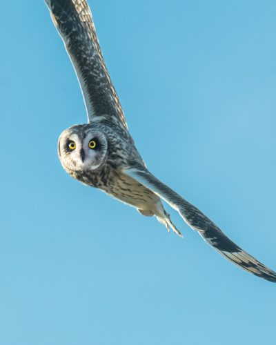 Short-eared owl flying in the blue sky, real photo, in the style of Nikon D850, high definition details --ar 51:64