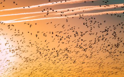 A large flock of birds, like snow geese or cranes, flies against the backdrop of an orange sunset sky with streaks from shiny ISO dust on it. The bird flocks form long lines and create complex patterns in the air. High contrast, natural light, telephoto lens, soft shadows, flying motion capture, warm tones, freedom and grandeur. in the style of --ar 128:79