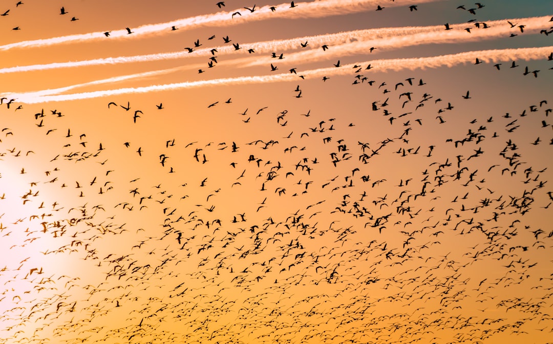 A large flock of birds, like snow geese or cranes, flies against the backdrop of an orange sunset sky with streaks from shiny ISO dust on it. The bird flocks form long lines and create complex patterns in the air. High contrast, natural light, telephoto lens, soft shadows, flying motion capture, warm tones, freedom and grandeur. in the style of –ar 128:79