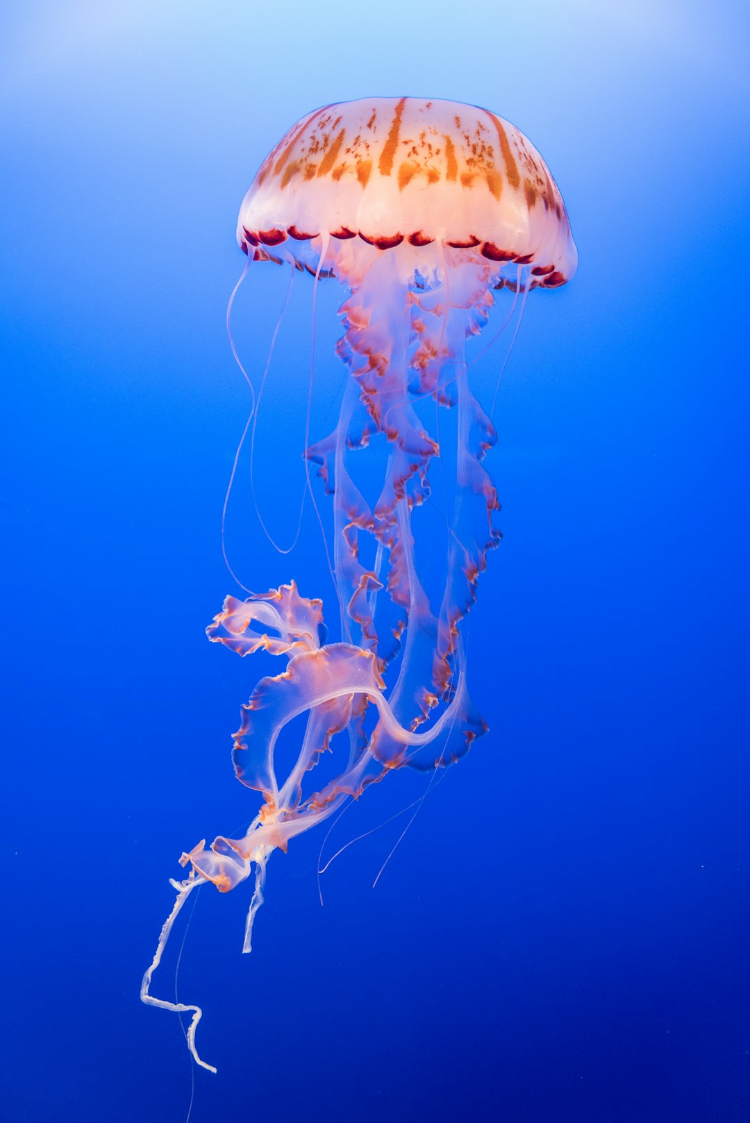 photo of jellyfish, deep blue background, high definition photography –ar 85:128