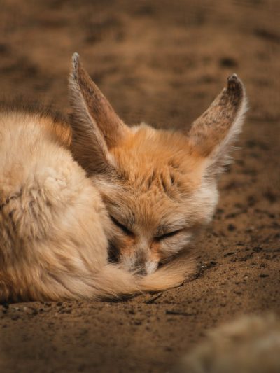 A fennec fox sleeping on the ground, cute and adorable, photographed in the style of Canon EOS R5. --ar 3:4