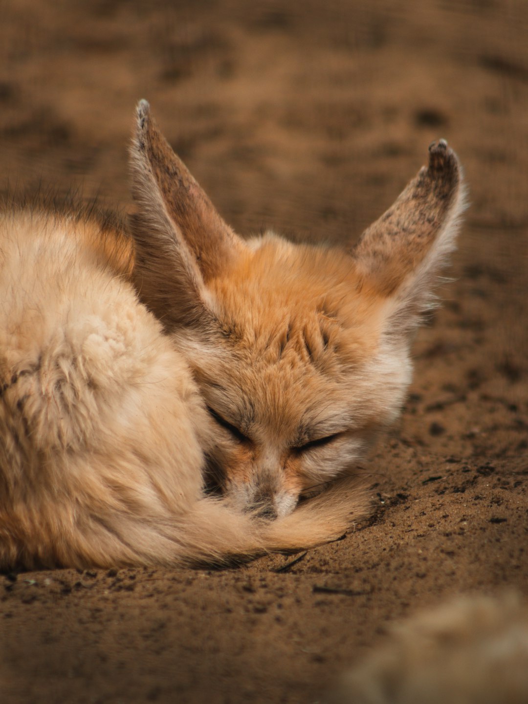 A fennec fox sleeping on the ground, cute and adorable, photographed in the style of Canon EOS R5. –ar 3:4