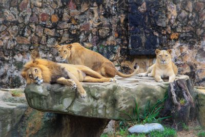 A group of lions lounging on an ancient stone slab in the zoo, in the style of real photo style, natural light, high resolution photography --ar 128:85