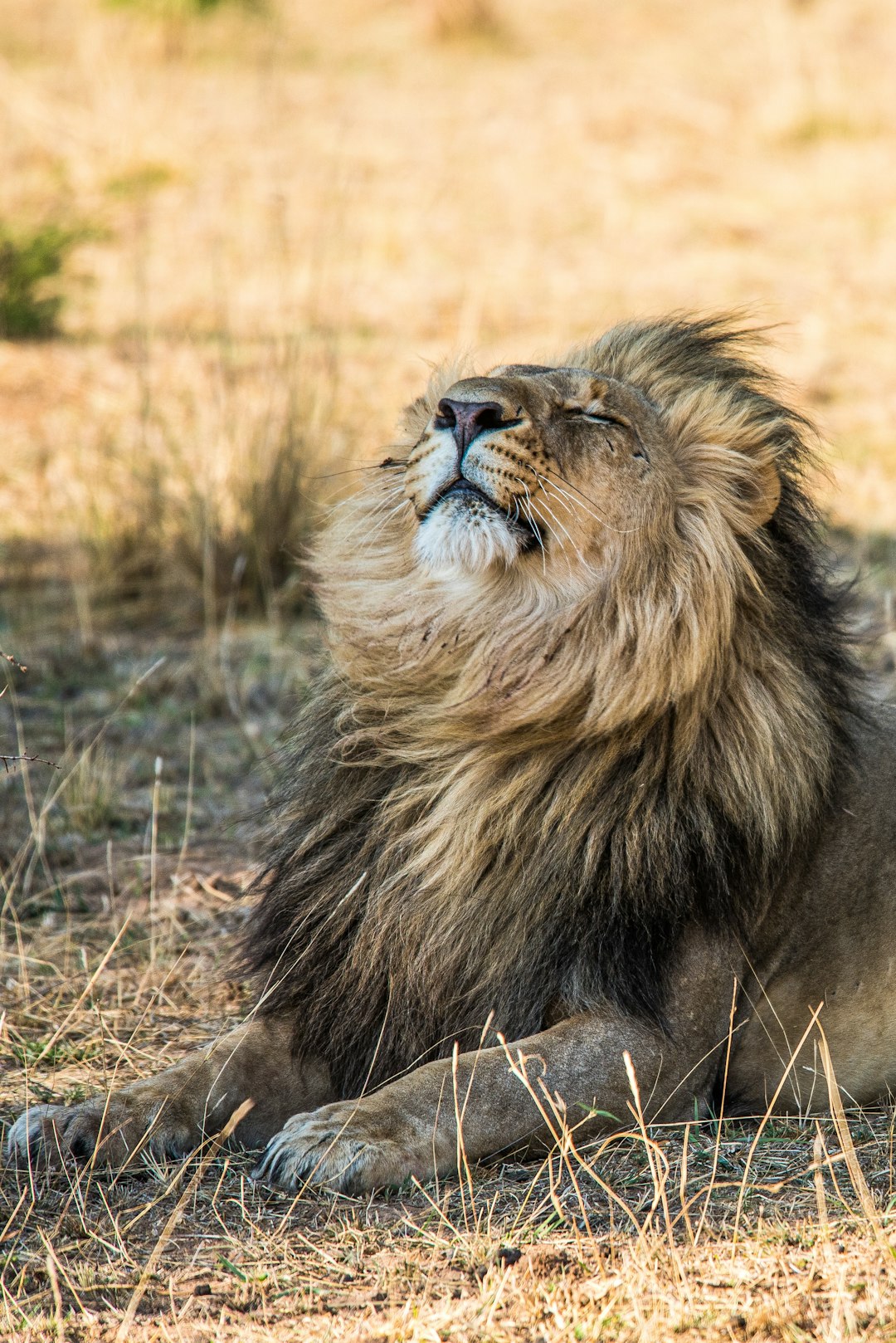 A majestic lion, basking in the sun on an open savannah with its mane flowing gracefully and eyes closed for rest, in the style of Canon EOS R5 F2 ISO108 V3 style raw. –ar 85:128