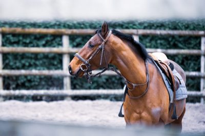 photo of a brown horse in a riding arena, wearing a saddle and bridle, side view, blurred background, daytime, shot on a Sony Alpha A7 III with a 20mm lens, in the style of Sony Alpha A7 III.