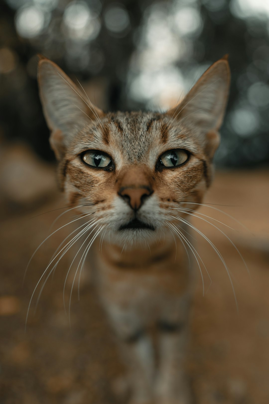 Photorealistic portrait of an Indian cat facing the camera outdoors with a blurred background in the style of unsplash photography. –ar 85:128