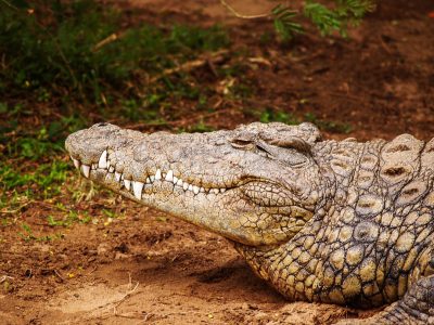 Closeup of an African crocodile lying on the ground, its head tilted to one side and smiling at me in profile, showing its teeth. The background is a natural environment with brown earth and green vegetation. In the style of photography.