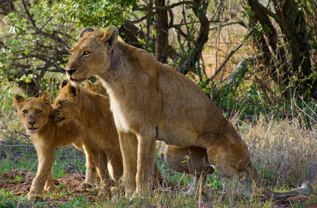 A lioness and her cubs in the African savannah, showcasing their natural habitat and social behavior in a wide shot, taken in the style of Canon EOS, using a Canon EF lens. –ar 32:21