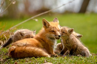 A mother fox and her adorable cubs playing in the grass, their fur glistening under sunlight, capturing a moment of family love and joy, focused on their faces. --ar 128:85