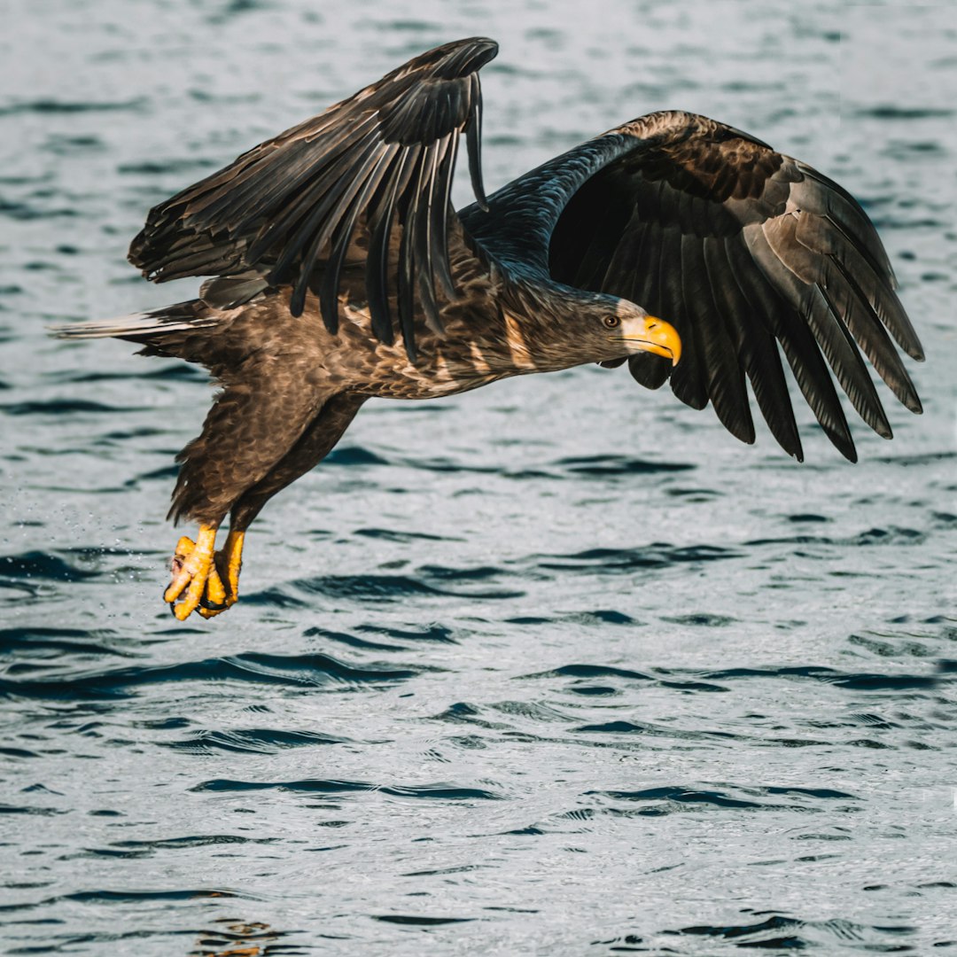 A majestic whitetailed eagle soaring over the blue ocean, its wings spread wide as it catches sunlight. Gray and black feathers with a yellow beak on the water surface, the photo was shot from the front view using a Sony Alpha A7 III camera.