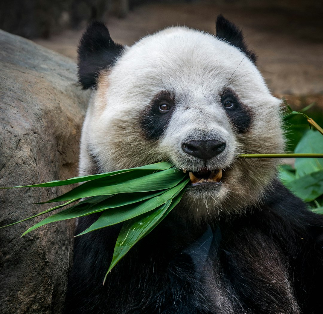 A panda eating bamboo leaves at the zoo, with a closeup of its face and mouth showing its teeth, with black fur on its back and a white belly, sitting next to rocks or greenery in an outdoor setting. The panda is holding some long leafy greens between its paws while looking directly at the camera. Natural lighting from above illuminates parts of its body, creating shadows around it. –ar 32:31