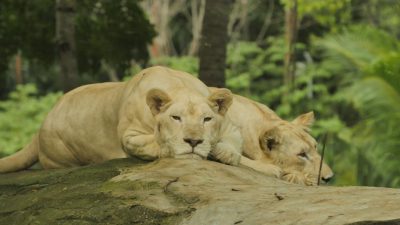 Two white lions, resting on a rock in their habitat at Bangkok Zoo, captured in the style of Canon DSLR camera. --ar 16:9