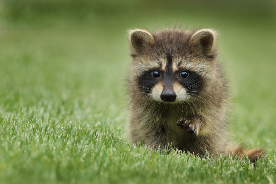 Cute baby raccoon on the grass, professional photography, national geographic quality, award-winning photo of cute animal, high definition, high resolution. –ar 128:85