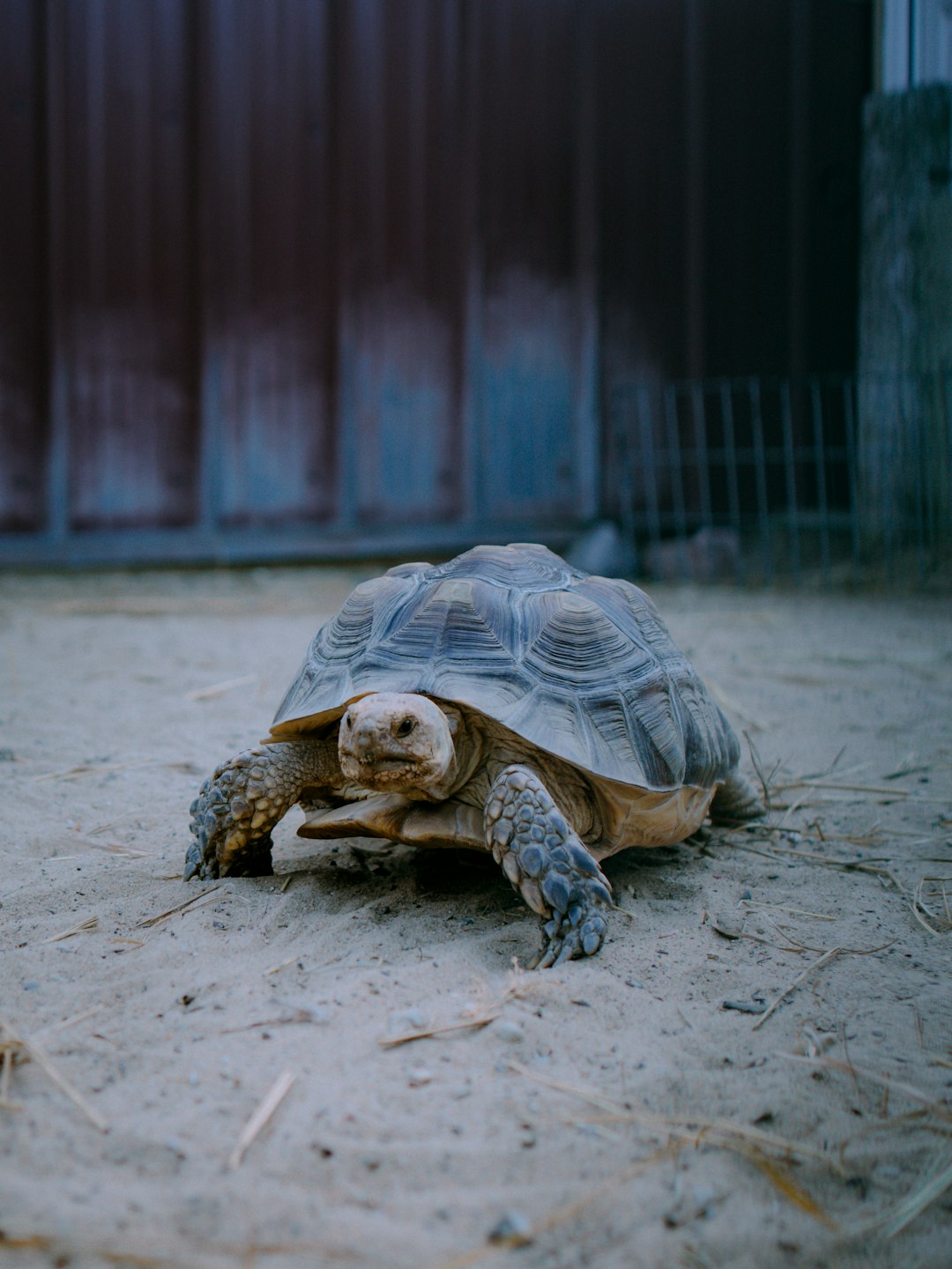 photo of happy tortoise in the farm, shot on Fujifilm Pro400H film –ar 3:4