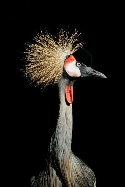 studio portrait of grey crested crane, head and neck only, black background, --ar 85:128