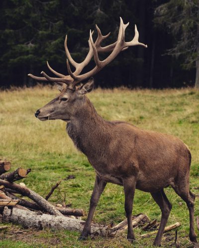 Photo of an elk with large antlers standing in a meadow near a wood and firewood, with a forest background, from the side, a full body shot, in the style of National Geographic. --ar 51:64