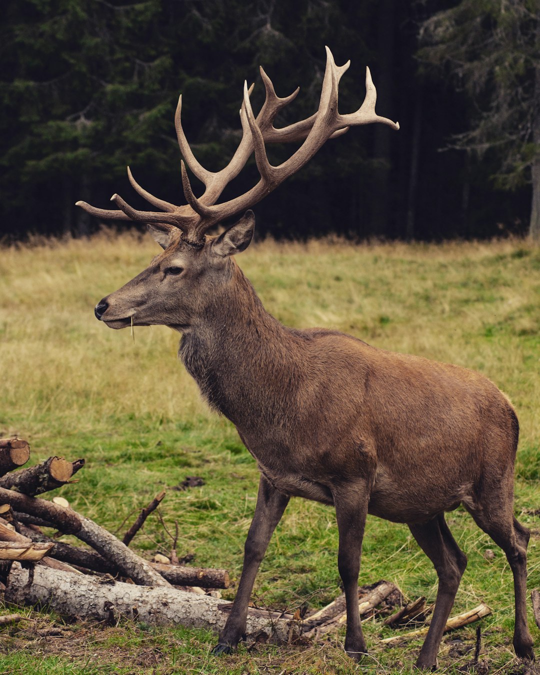 Photo of an elk with large antlers standing in a meadow near a wood and firewood, with a forest background, from the side, a full body shot, in the style of National Geographic. –ar 51:64