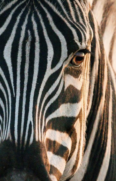 A closeup of the face and eyes of an African zebra, with detailed stripes that give it its distinctive appearance, captured in natural light at sunset. The photo is taken from behind by photographer "LOKEY" using Canon EOS R5 camera with macro lens, showcasing intricate details on each striped pattern. This shot perfectly captures one part of his head and neck, emphasizing textures and colors. --ar 41:64