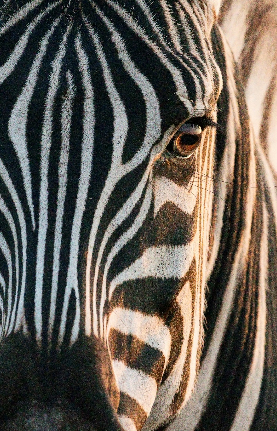 A closeup of the face and eyes of an African zebra, with detailed stripes that give it its distinctive appearance, captured in natural light at sunset. The photo is taken from behind by photographer “LOKEY” using Canon EOS R5 camera with macro lens, showcasing intricate details on each striped pattern. This shot perfectly captures one part of his head and neck, emphasizing textures and colors. –ar 41:64