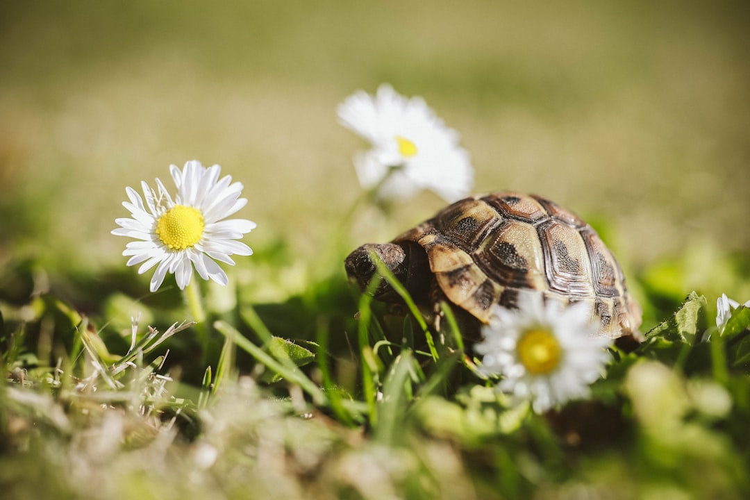 Turtle in grass and daisies, macro photography focusing on the turtle and flowers with a blurred background, using natural light and soft colors in a high resolution, high quality photograph in the style of a professional. –ar 128:85