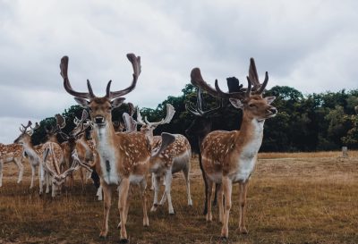 A herd of fallow deer in the park, wide angle shot, unsplash photography style, in the style of photography. --ar 128:87