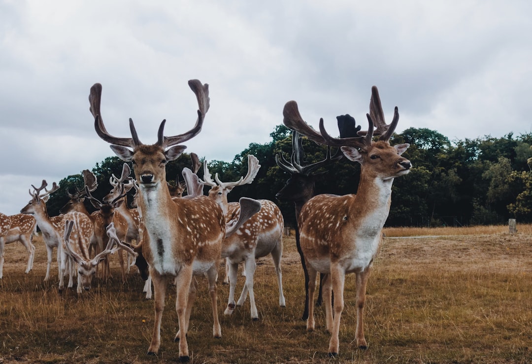 A herd of fallow deer in the park, wide angle shot, unsplash photography style, in the style of photography. –ar 128:87