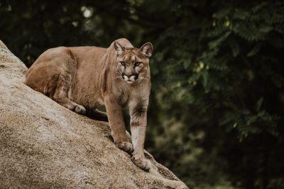 photo of mountain lion on rock, nature photography, canon eos r5. The photo depicts a mountain lion sitting on a rock in the style of [Ansel Adams](https://goo.gl/search?artist%20Ansel%20Adams). The image was captured with a canon eos r5 camera in minimal editing of the original text. --ar 128:85