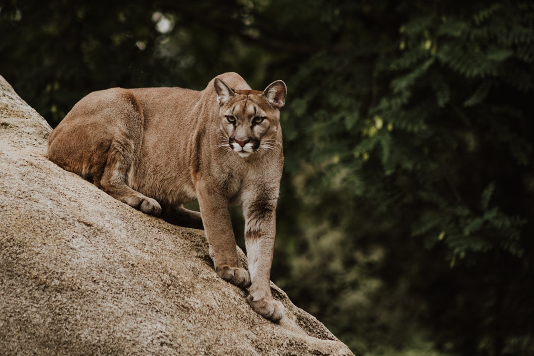 photo of mountain lion on rock, nature photography, canon eos r5. The photo depicts a mountain lion sitting on a rock in the style of [Ansel Adams](https://goo.gl/search?artist%20Ansel%20Adams). The image was captured with a canon eos r5 camera in minimal editing of the original text. –ar 128:85