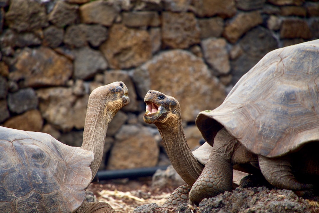 Two Galapagos tortoises having an argument, one is screaming at the other with his mouth open and showing teeth against a stone wall in the background, in the style of National Geographic photography. –ar 128:85