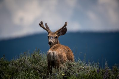 Photo of a mule deer with large antlers standing on top of a grassy hill, backdrop is the rocky mountains in Colorado, shot from behind, shot in the style of Sony Alpha α7 IV. --ar 128:85