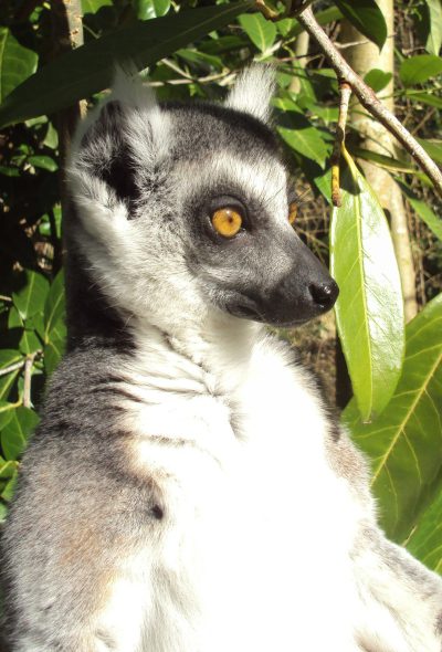 Lemur, white and grey fur with black face around the eyes, large head, short tail hanging from behind its back, yellow brown round eye coloration, sitting in lush green tree foliage, sunlight filtering through leaves creating dappled light on lemur's body, closeup shot focusing on detailed texture of skin and hair. --ar 43:64