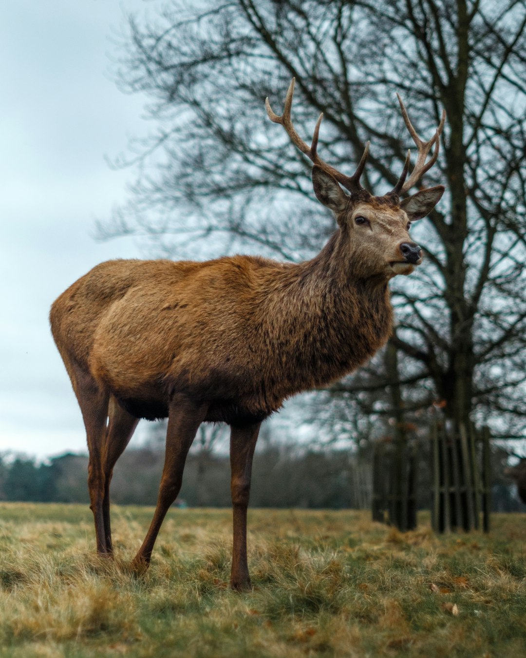 A majestic deer standing tall in the English countryside, its antlers glistening under an overcast sky. Focus on the face and body, captured with a Nikon D850 DSLR camera and Nikon AFS Challenger lens, shallow depth of field, natural lighting, in the style of documentary photography. –ar 51:64