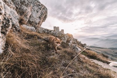 A cute fox walks along the path on top of a mountain, there is an ancient castle in ruins behind him, a beautiful landscape with mountains and sky, cinematic photography, Canon EOS camera quality, golden hour lighting, natural look