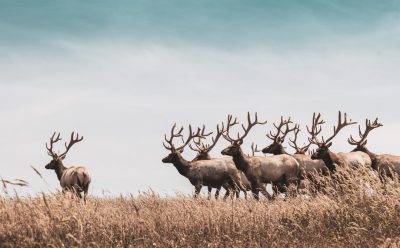 group of elk in the wild, photo against a blue sky background, in the style of unsplash photography. --ar 128:79