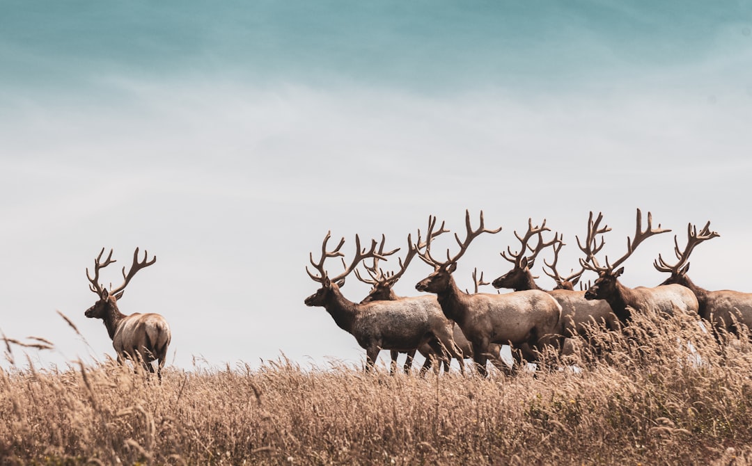 group of elk in the wild, photo against a blue sky background, in the style of unsplash photography. –ar 128:79