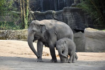 Photo of an adult elephant and its calf in the zoo, walking side by side on sandy ground with rocks behind them. The baby is small and greybrown color while his mother has gray skin and long trunk. They both have wide ears and big eyes. There's greenery around their area and you can see wooden walls and trees in background. It’s sunny outside and they look happy. Shot taken from front using Canon EOS camera with EFS lens at f/8 aperture setting, in the style of an ultra high definition photograph. --ar 128:85