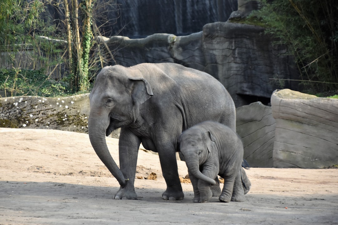 Photo of an adult elephant and its calf in the zoo, walking side by side on sandy ground with rocks behind them. The baby is small and greybrown color while his mother has gray skin and long trunk. They both have wide ears and big eyes. There’s greenery around their area and you can see wooden walls and trees in background. It’s sunny outside and they look happy. Shot taken from front using Canon EOS camera with EFS lens at f/8 aperture setting, in the style of an ultra high definition photograph. –ar 128:85