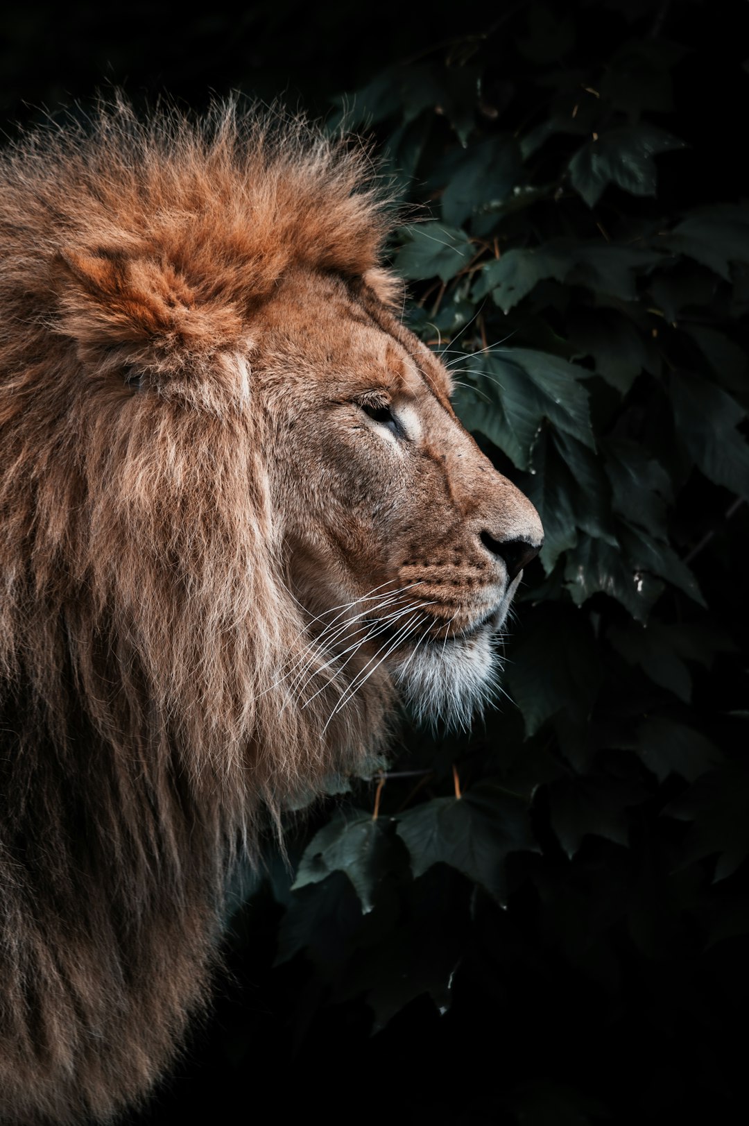 A majestic lion standing tall in the shadows, its mane flowing and unshorn against a backdrop of lush green leaves. Focusing on a side angle face shot, with a photorealistic style in the nature light and dark background. –ar 85:128