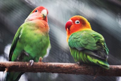 Two lovebirds perched on wooden sticks, one in green and the other with a red head and body against a blurred background. --ar 128:85